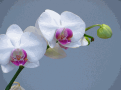 orchid care