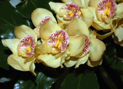 orchid growing