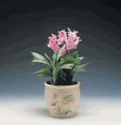 orchid propagation